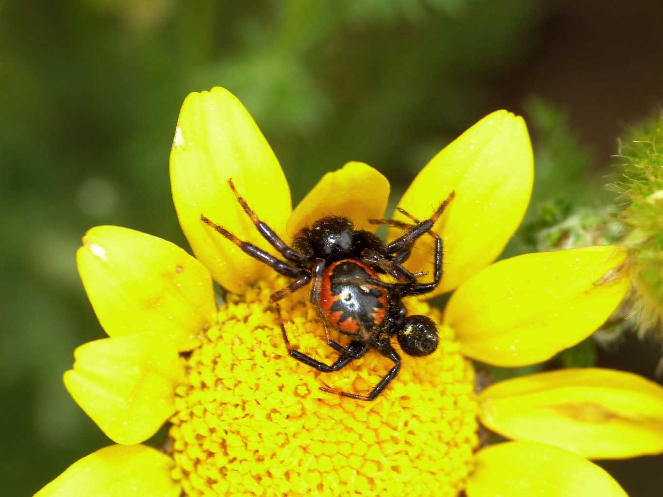 Coppie di Synema globosum - Ostia (RM)